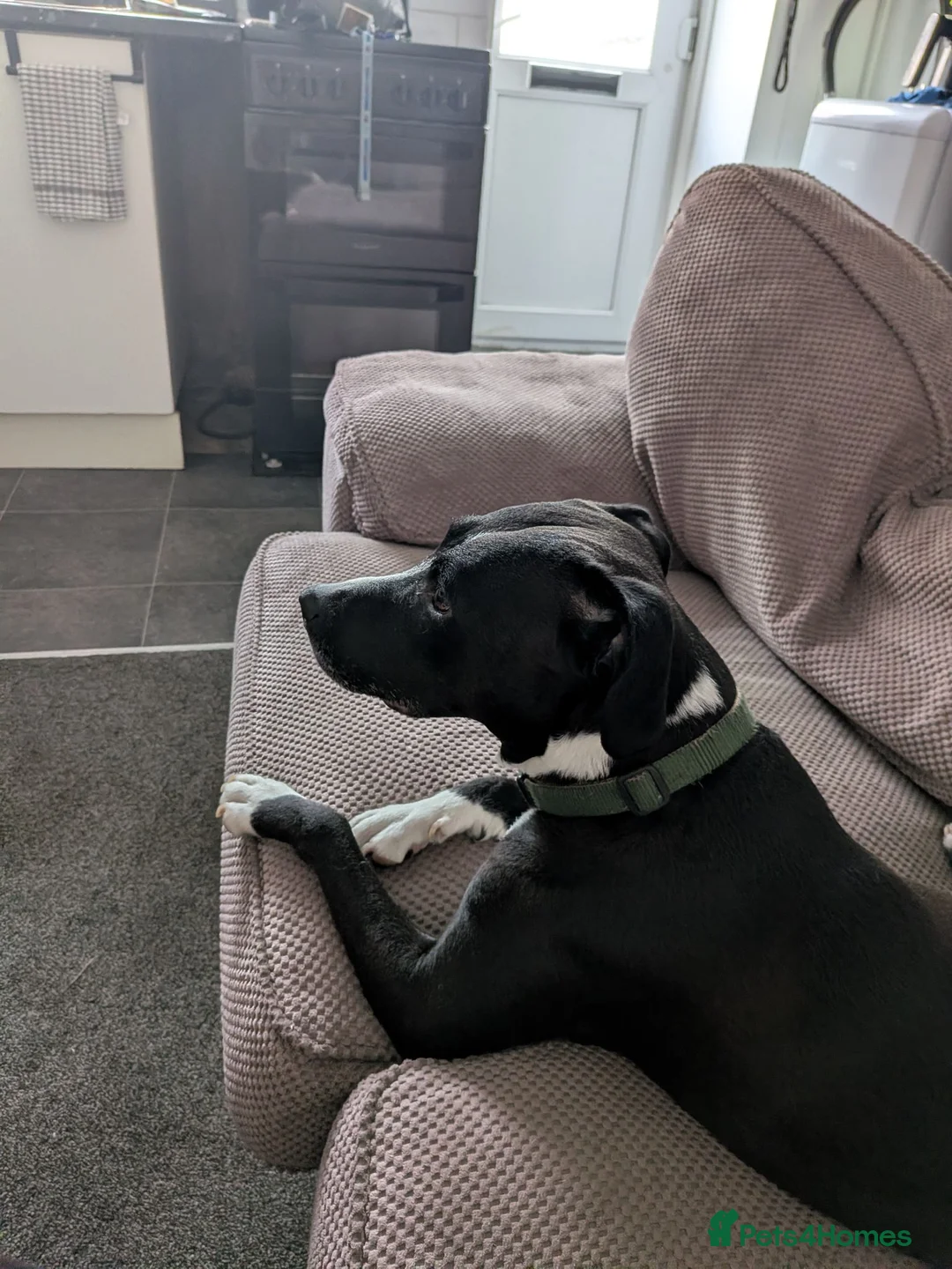 Mixed Breed dogs for sale: Staffy cross lab in Redruth - Advert 3