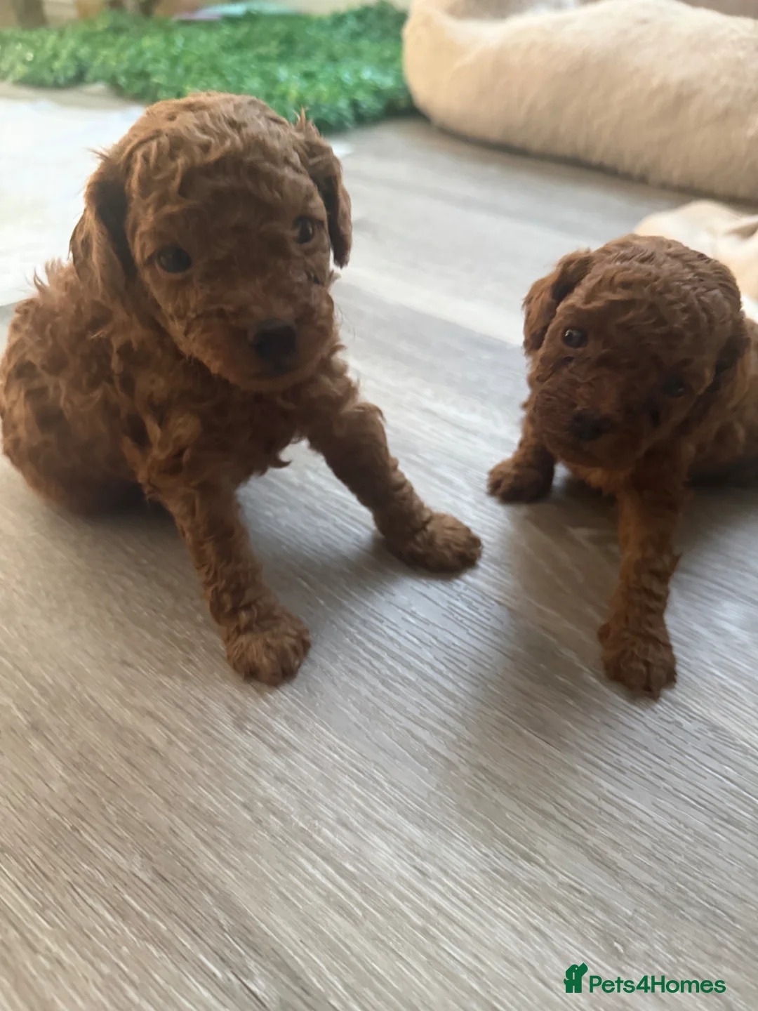 Toy Poodle dogs for sale: Beautiful Toy Poodle Puppies - Advert 1