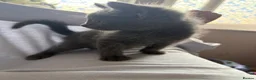 Mixed Breed cats for sale: 2 silver kittens and 2 tuxedo kittens  in Wokingham - Advert 4