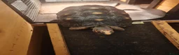 Tortoise reptiles for sale:  Red footed tortoise for sale  - Advert 5