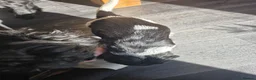 Sprocker dogs for sale: Sprocker Spaniel Puppies  - Advert 8