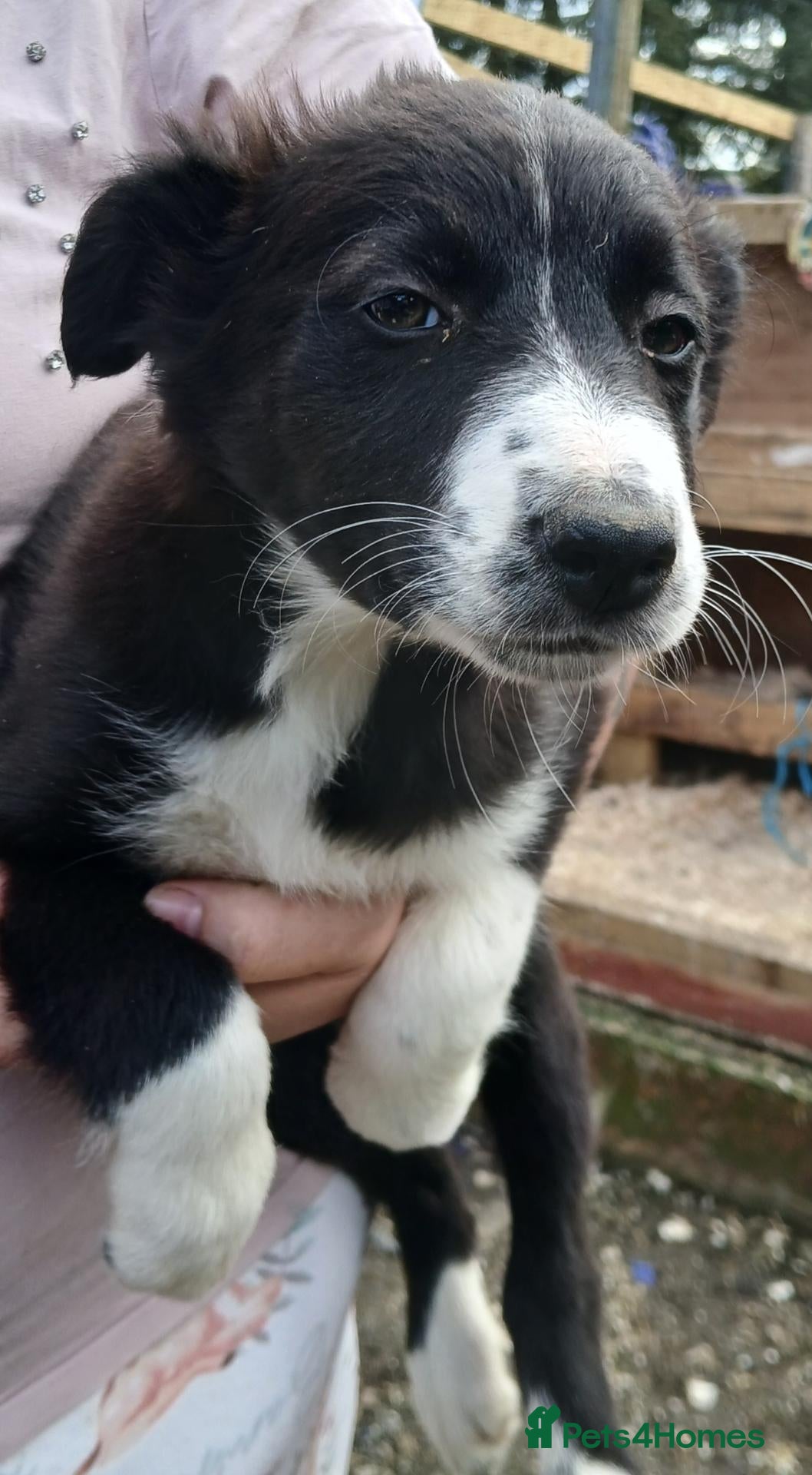 Border Collie dogs Beautiful collie pupa - Advert 18