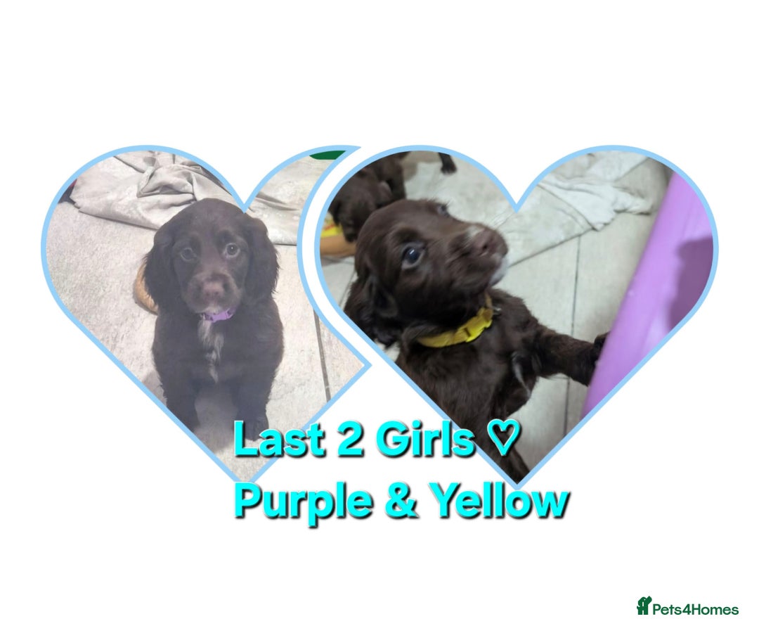 Cocker Spaniel dogs for sale: Working cocker puppies for sale  - Advert 1