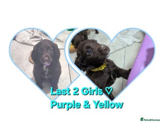 Cocker Spaniel dogs Working cocker puppies for sale - Advert 18