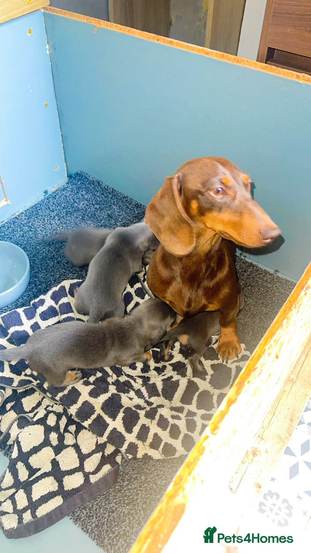 Dachshund dogs for sale: Ready to leave 5th of August  - Image 8