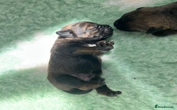 Border Terrier dogs for sale: KC Reg, slem clear VET approved only 1 boy left❤️ - Image 18