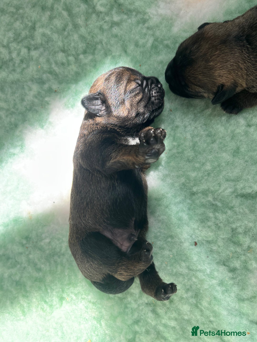 Border Terrier dogs for sale: KC Reg, slem clear VET approved only 1 boy left❤️ - Image 18