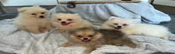 Pomeranian dogs for sale: Pomeranian Puppies  - Advert 4
