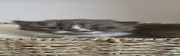 British Shorthair cats for sale: Beautiful British longhair kittens 🤎🧸  - Advert 22