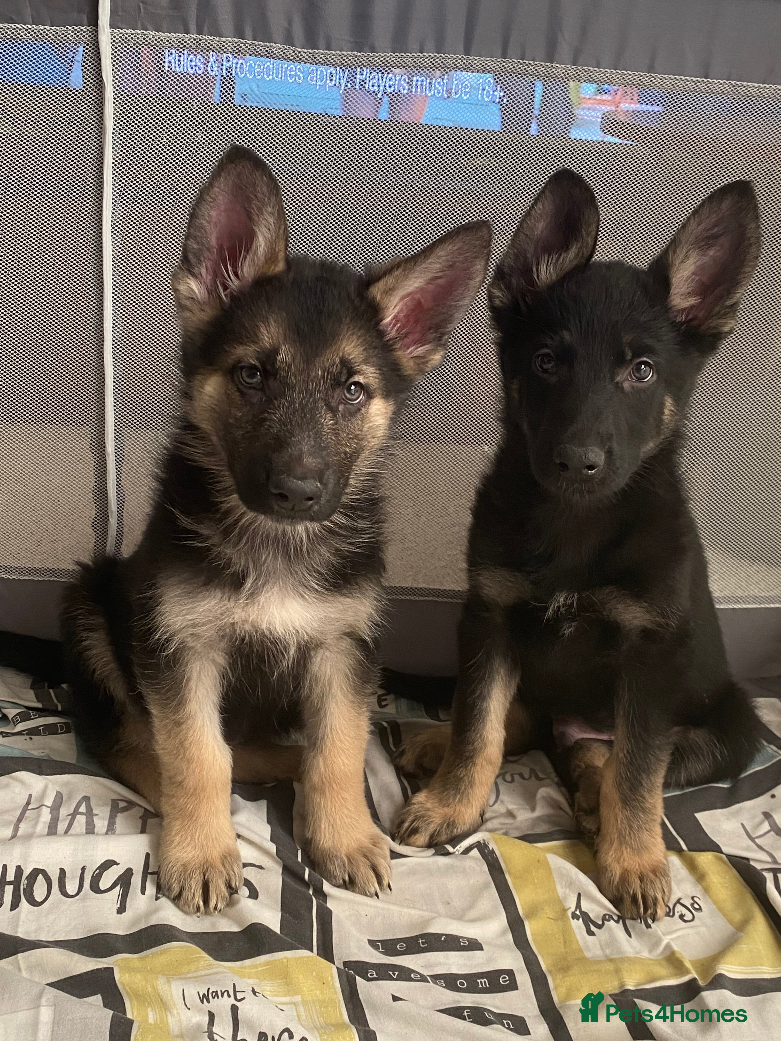 German Shepherd dogs German shepherd puppies  - Advert 16