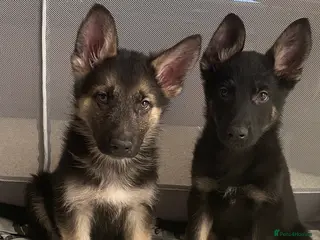 German Shepherd dogs German shepherd puppies - Advert 16
