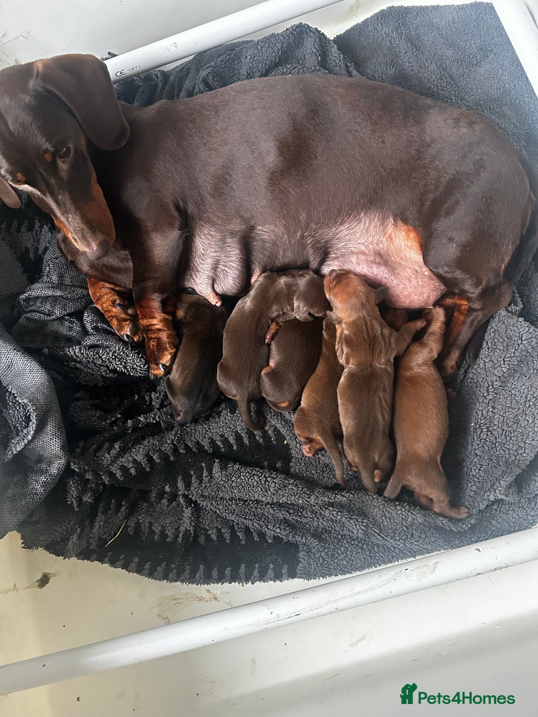 Dachshund dogs for sale: STUNNING KC REG STANDARD DACHSHUNDS  - Advert 6
