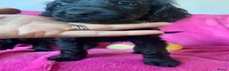 Cockapoo dogs for sale: F1b Beautiful Cockapoo puppies  - Advert 22