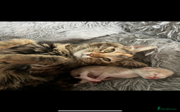 British Longhair cats for sale: Last kitten - Image 5