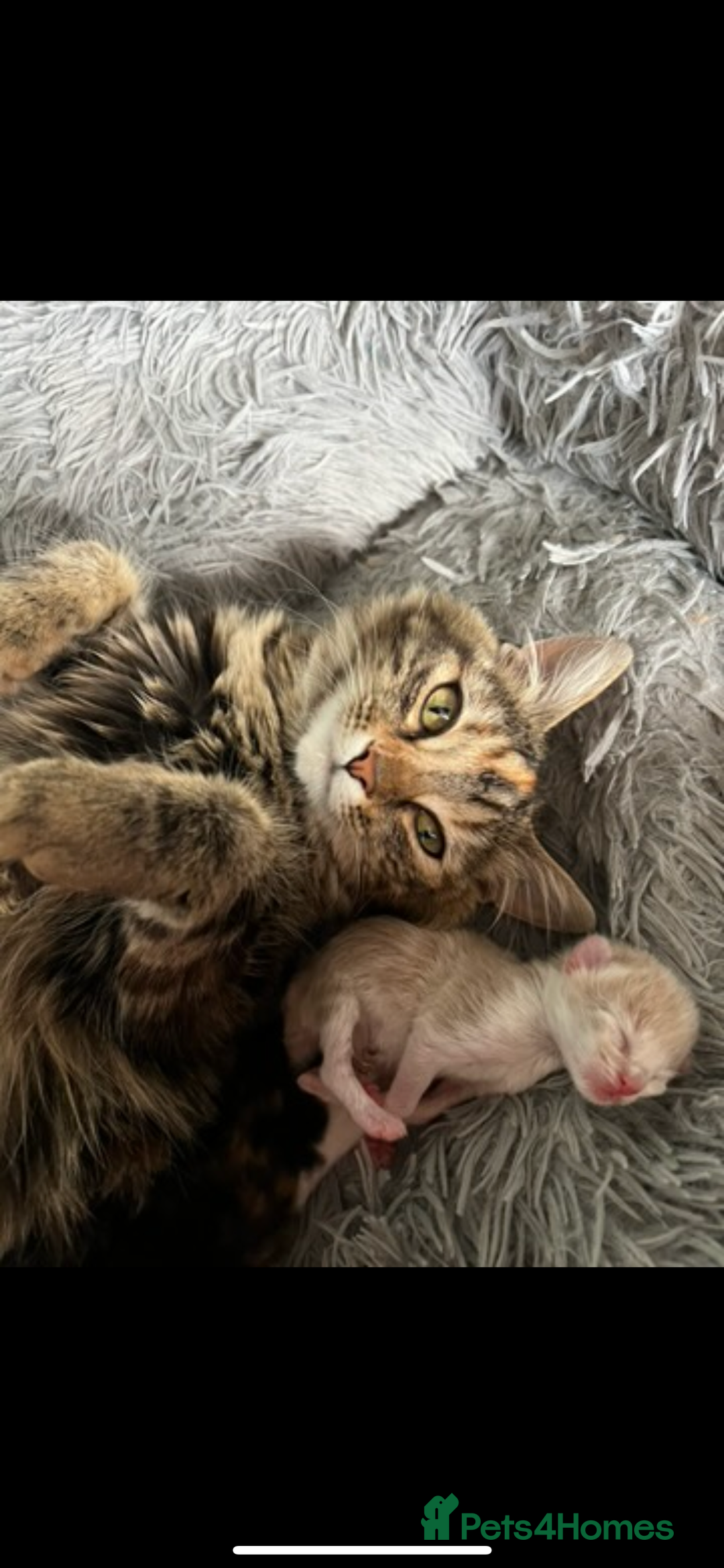 British Longhair cats for sale: Last kitten - Image 5
