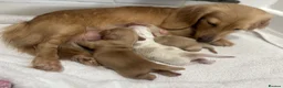 Miniature Dachshund dogs for sale: Miniature cream long hair puppies for sale  in Waltham Cross - Advert 5