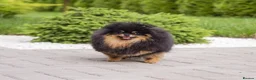 Pomeranian dogs for stud: 1.8 kg Black and Tan STUD True to type  - Advert 3