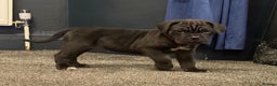 Cane Corso dogs for sale: Exceptional Quality Full Pedigree  - Advert 20