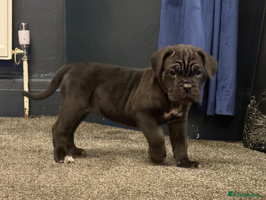 Cane Corso dogs for sale: Exceptional Quality Full Pedigree  - Advert 20
