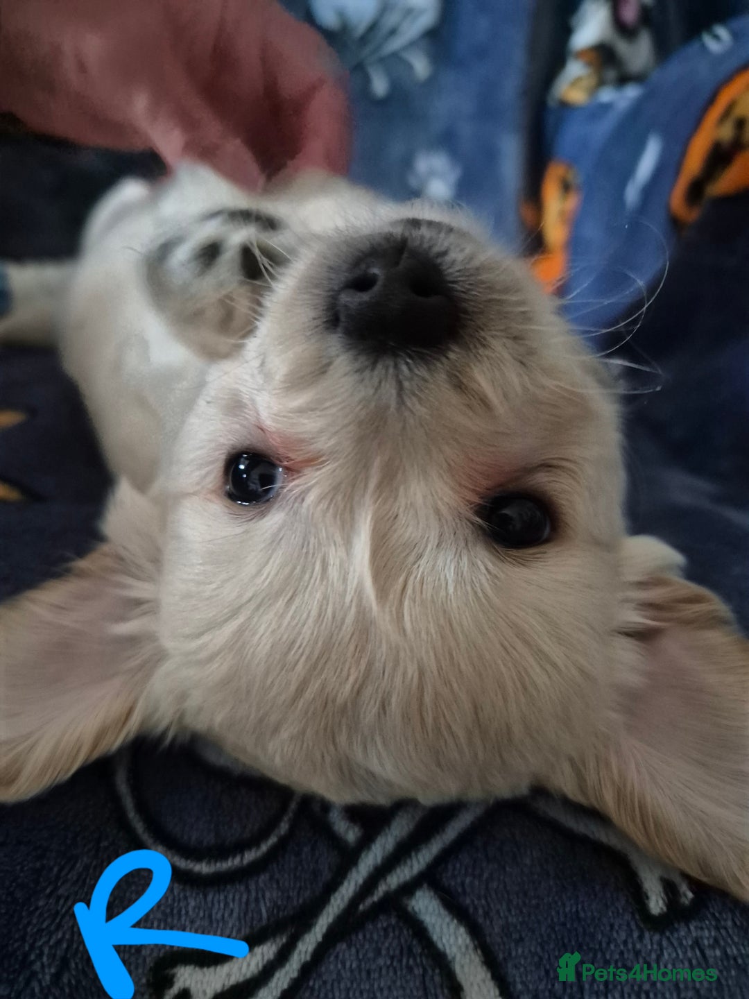 Mixed Breed dogs for sale: F1 Cockapoo and Maltipoo hybrid - Image 22