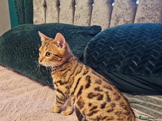 Bengal cats Bengal kitten male - Advert 1