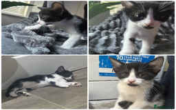 Mixed Breed cats for sale: Kittens  - Image 2