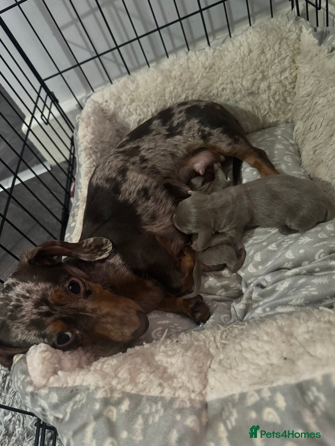 Miniature Dachshund dogs for sale: Miniature dachshunds - Image 13