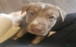 German Shepherd dogs for sale: German Shepard Puppies (Rare Colours) - Image 6