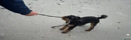 Toy Poodle dogs for stud: Storm in Mallaig - Advert 2