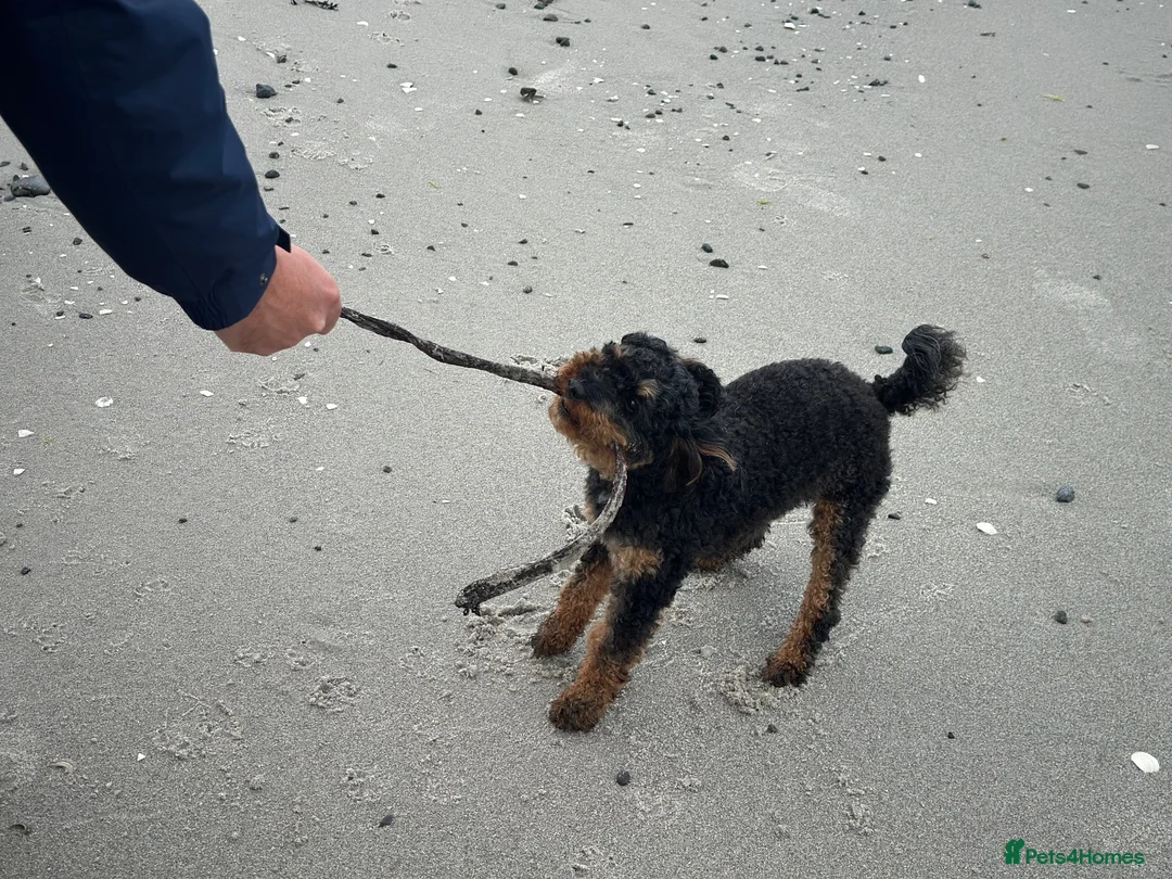 Toy Poodle dogs for stud: Storm in Mallaig - Advert 2