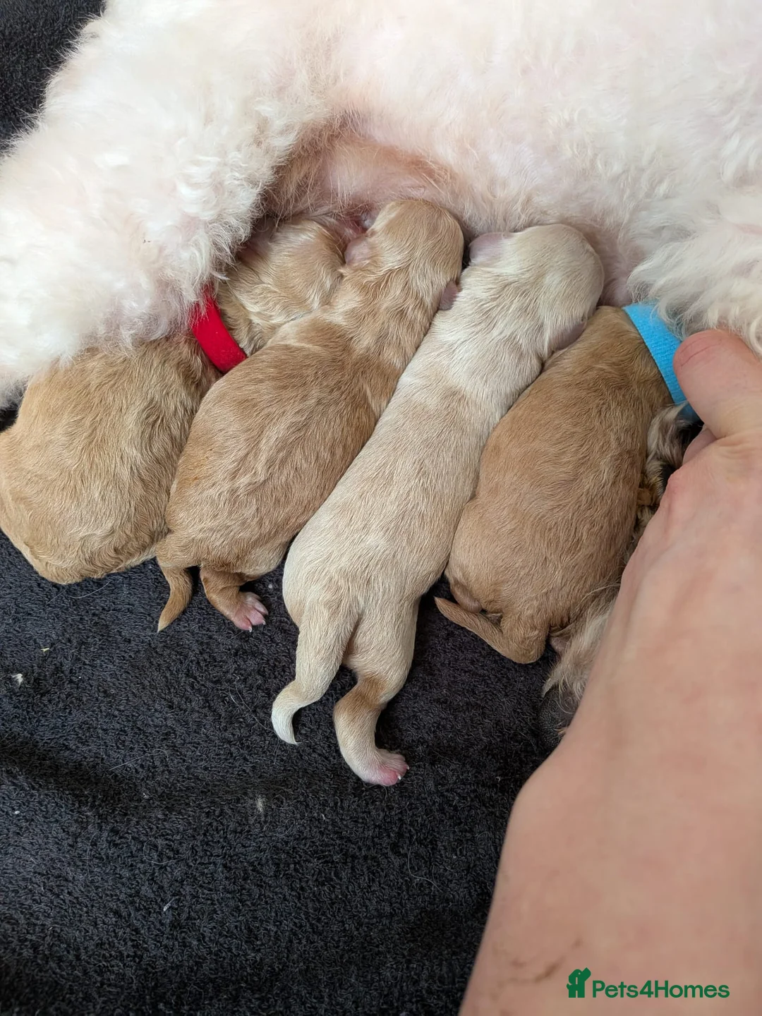 Miniature Poodle dogs for stud: Kc Minature Poodle for stud - Advert 16