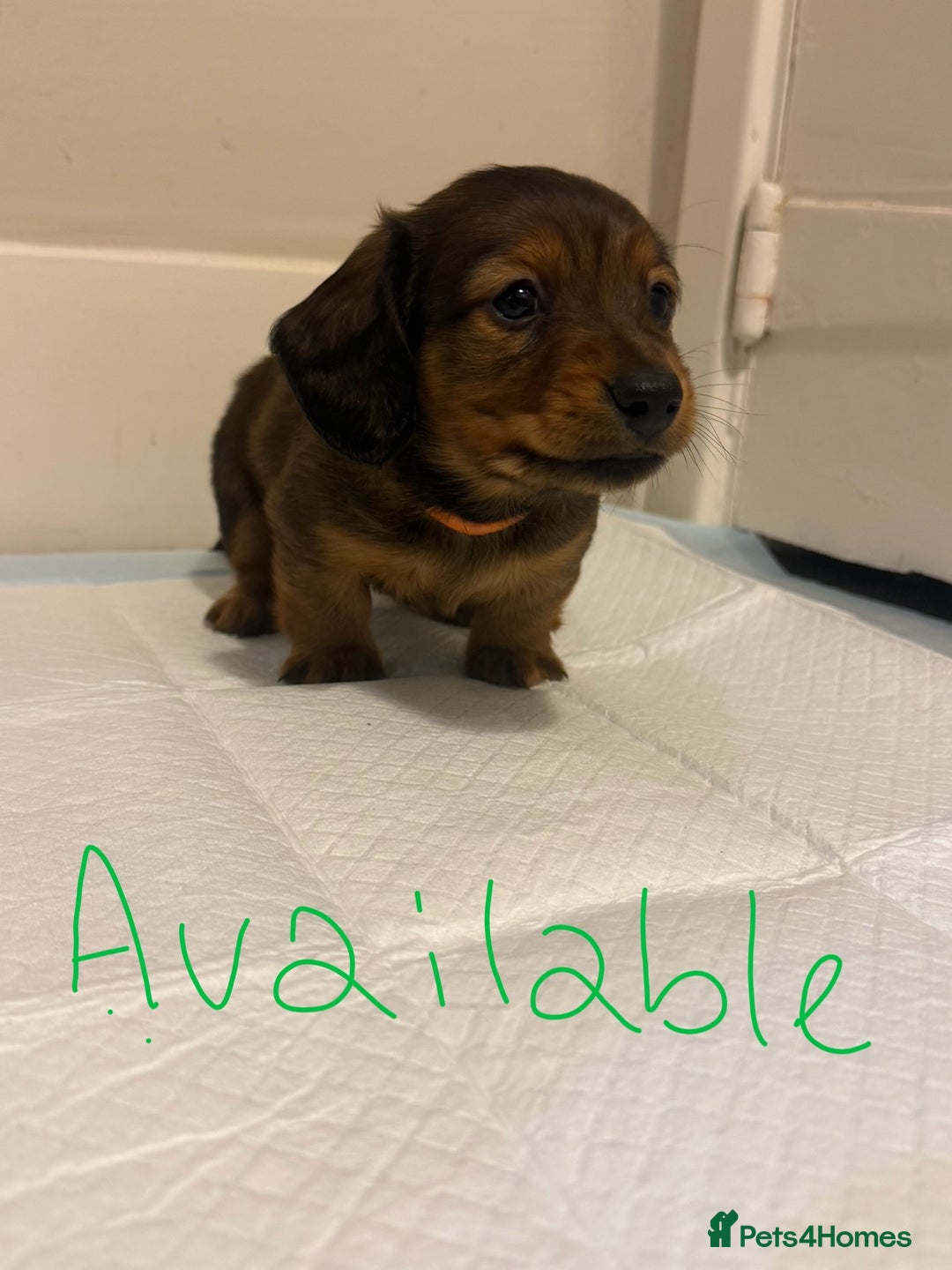 Miniature Dachshund dogs for sale:  Long haired miniature dachshund litter  - Advert 22