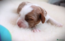 Cavapoo dogs for sale: 🌟Rare F1b Reverse Cavapoo(3/4 Cavalier1/4 Poodle) - Image 28