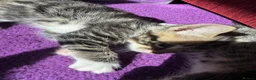 Mixed Breed cats for sale: Gorgeous kittens ready to leave now!  - Advert 4