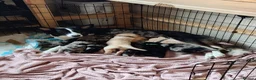 Mixed Breed dogs for sale: Collie x Lab Puppies - Advert 3