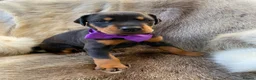 Dobermann dogs for sale: *KC REGISTERED* HEALTH TESTED DOBERMAN PUPPIES* - Advert 30