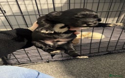 Cocker Spaniel dogs for sale: Cocker spaniel puppies for sale  - Advert 5