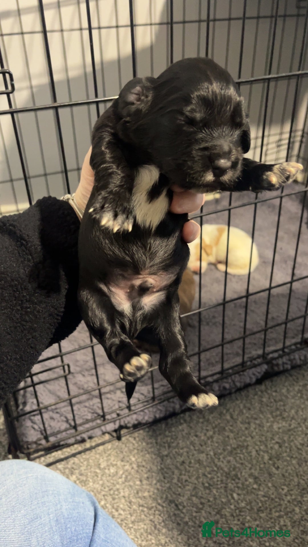 Cocker Spaniel dogs for sale: Cocker spaniel puppies for sale  - Advert 5