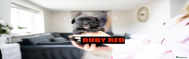 Ruby Red