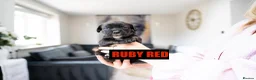 Mixed Breed dogs for sale: English bull dog X Cocker spaniel  - Advert 5