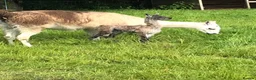 Llama livestock for sale: 4 female llamas in York - Advert 9