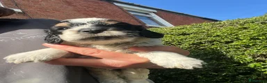 Cockapoo 2