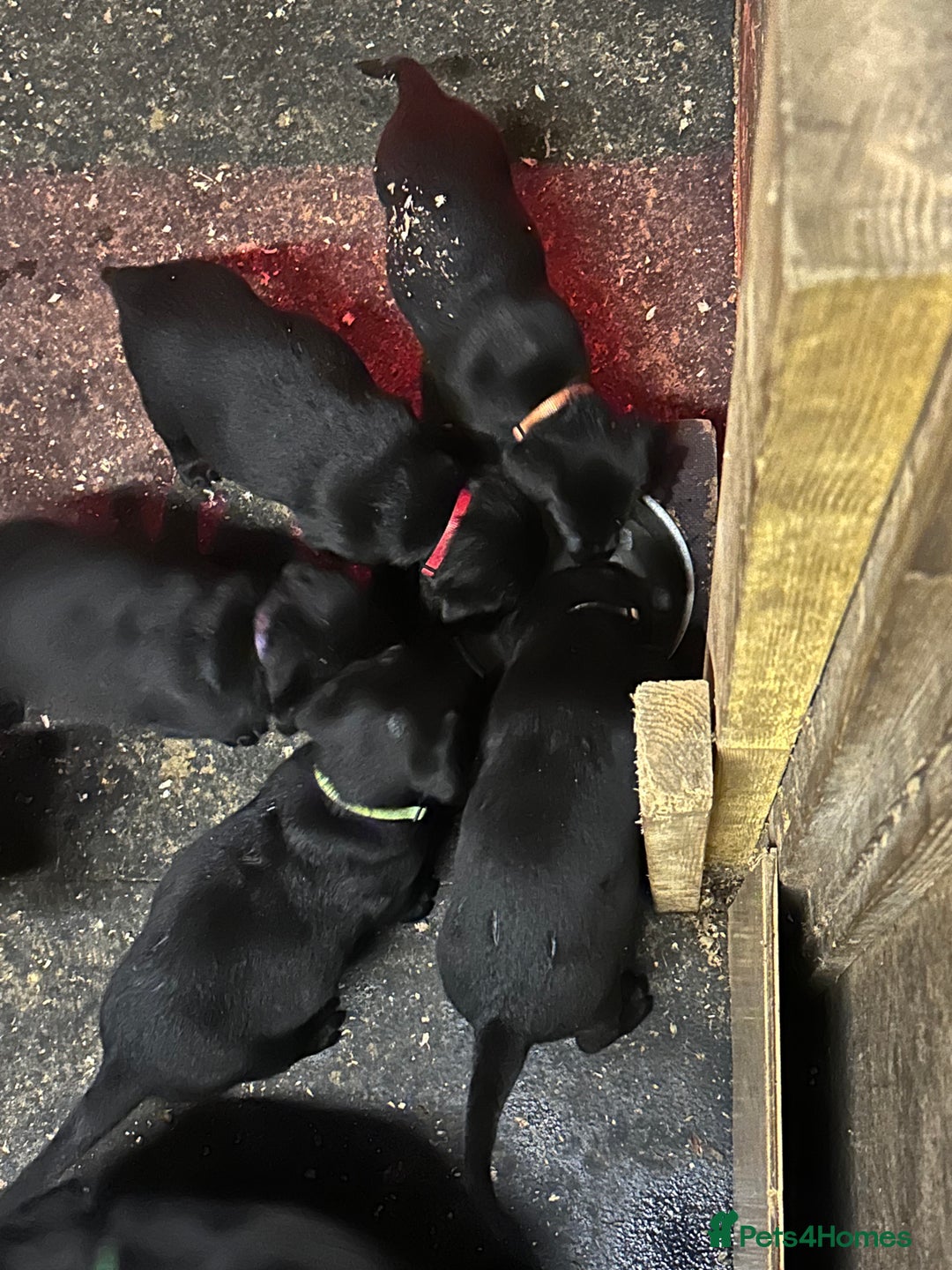 Labrador Retriever dogs for sale: 1 male Labrador puppy - Image 6