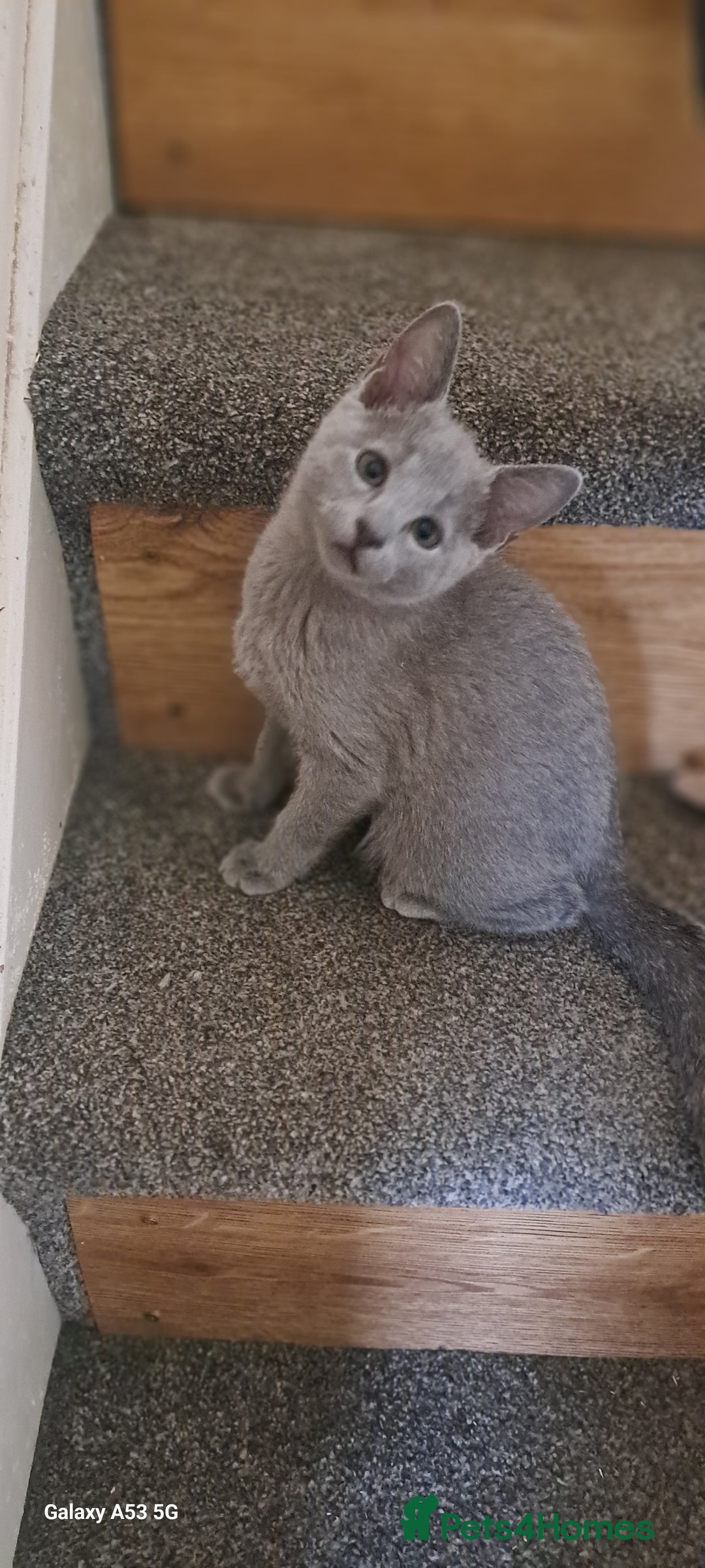 Russian Blue cats for sale: TICA 5* Pedigree Russian Blue Kittens - Image 24