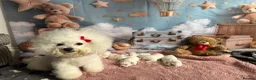 Bichon Frise dogs for sale: Pure Pedigree Champion Bloodline Bichon Frise 🐾 - Advert 5