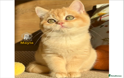 British Shorthair cats for sale: World Class Golden BSH/BLH Chinchilla, Shaded & CP - Image 32