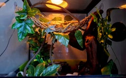 Gecko reptiles for sale: Crested Gecko  - Advert 9