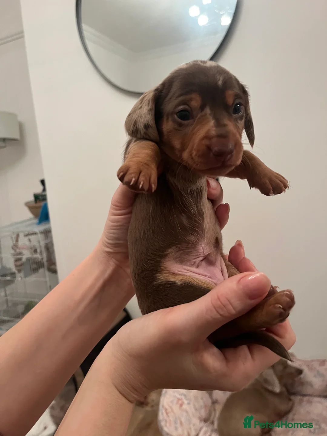 Miniature Dachshund dogs for sale: Miniature dachshund (short haired) - Advert 5