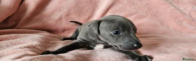 Italian Greyhound Puppy 1