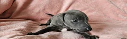 Italian Greyhound dogs for sale: Gorgeous Wiggy puppies 3/4 IG 1/4 Whippet - Advert 7